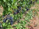 Merlot szőlő eladó Balatonedericsen