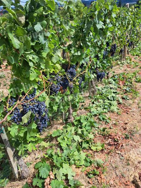 Merlot szőlő eladó Balatonedericsen