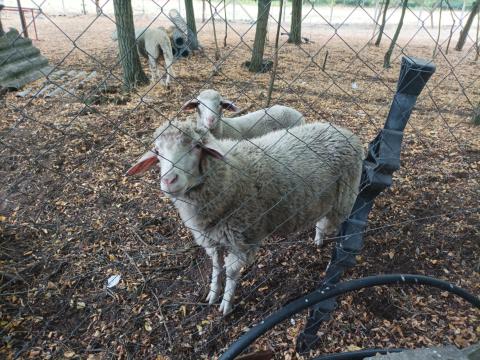 BAK Birka Növendék 9 Hónapos BAK Birka Növendék 9 Hónapos