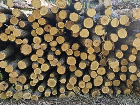 260 cm-es akácoszlop, Fülöp-ércs 260 cm-es akácoszlop, Fülöp-ércs