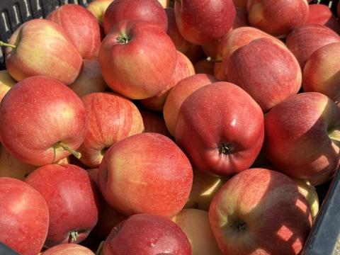 Gála étkezési alma