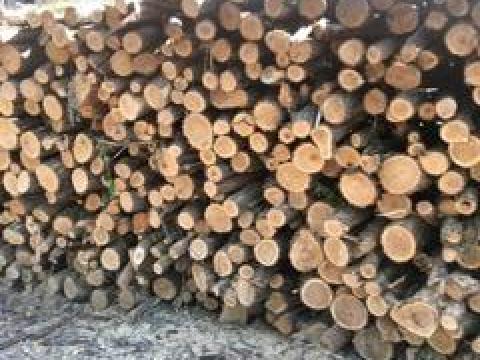 Meteres akac tuzifa friss vagasbol fulokercsen elado Meteres akac tuzifa friss vagasbol fulokercsen elado