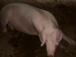 Eladó magyar lapály vemhes koca