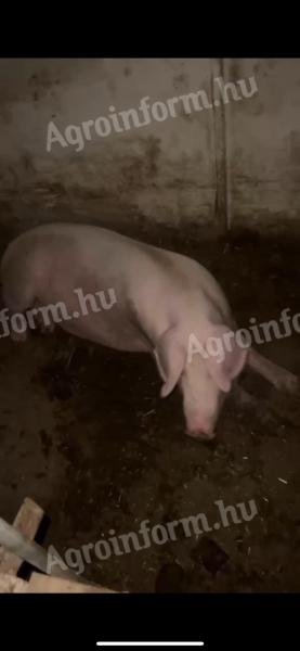 Eladó magyar lapály vemhes koca