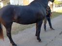 Eladó 6 éves fekete kanca ló