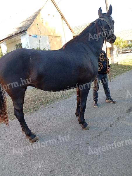 Eladó 6 éves fekete kanca ló