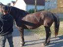 Eladó 6 éves fekete kanca ló