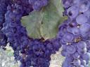 Szekszárdi Merlot borszőlő eladó