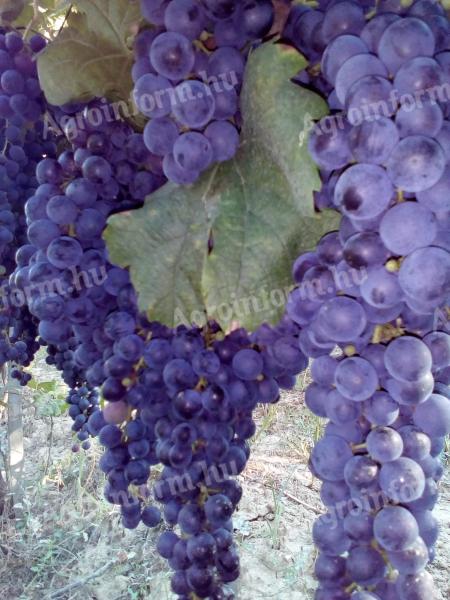 Szekszárdi Merlot borszőlő eladó