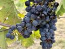 Prémium Merlot borszőlő eladó Balatonakaliban