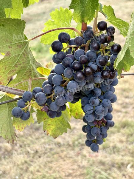 Prémium Merlot borszőlő eladó Balatonakaliban