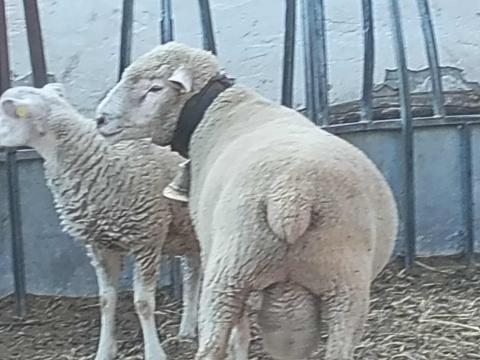 Eladó kos birka, anyajuh csere is lehetséges Eladó kos birka, anyajuh csere is lehetséges