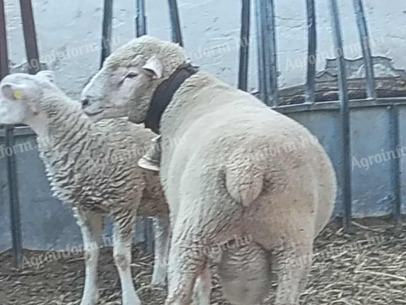 Eladó kos birka, anyajuh csere is lehetséges