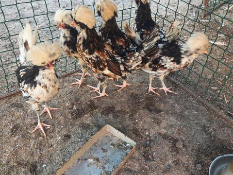 Páduai bóbitás növendékek új gazdát keresnek Páduai bóbitás növendékek új gazdát keresnek