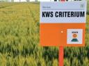 KWS CRITERIUM őszi búza vetőmag