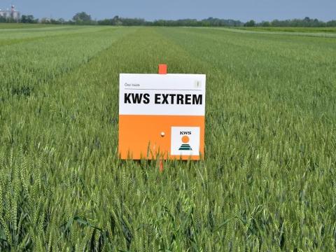 KWS EXTREM őszi búza vetőmag KWS EXTREM őszi búza vetőmag