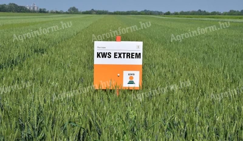 KWS EXTREM őszi búza vetőmag