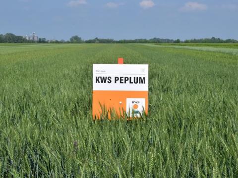KWS PEPLUM búza vetőmag KWS PEPLUM búza vetőmag