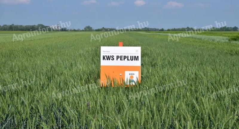 KWS PEPLUM búza vetőmag