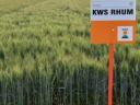 KWS RHUM őszi búza vetőmag