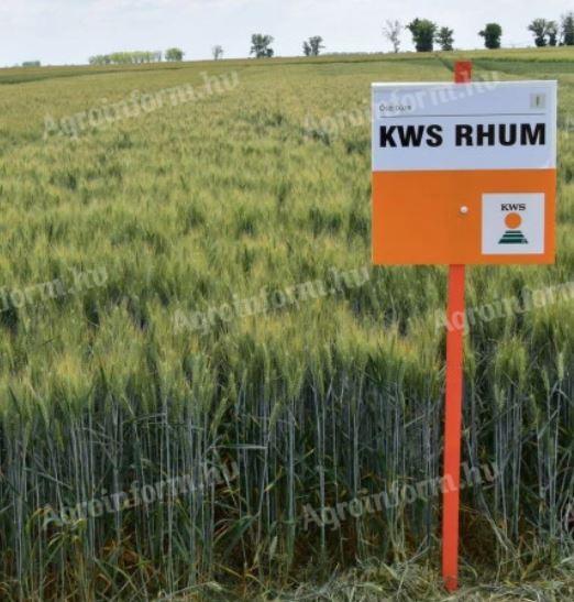 KWS RHUM őszi búza vetőmag