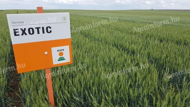 EXOTIC őszi búza vetőmag
