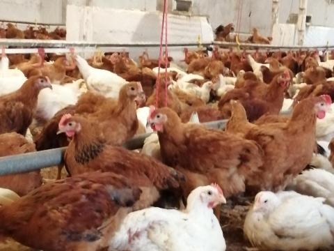 Akciós fehér csirke eladó Akciós fehér csirke eladó