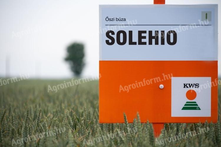 SOLEHIO őszi búza vetőmag