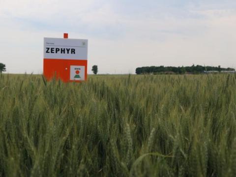ZEPHYR őszi búza vetőmag ZEPHYR őszi búza vetőmag
