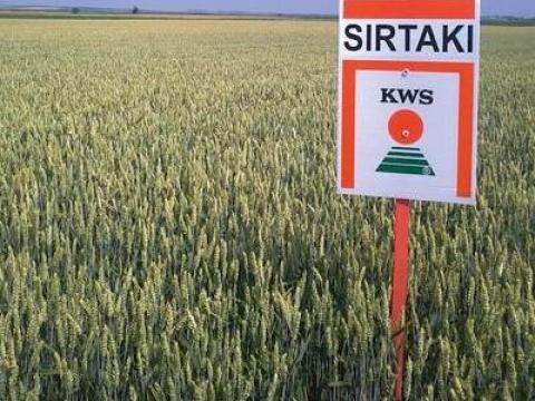 SIRTAKI őszi búza vetőmag SIRTAKI őszi búza vetőmag