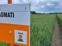 BASMATI őszi búza vetőmag