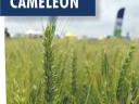 SU CAMELEON őszi búza vetőmag