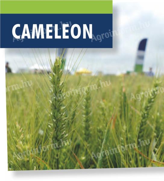 SU CAMELEON őszi búza vetőmag
