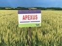 SU APEXUS őszi búza vetőmag