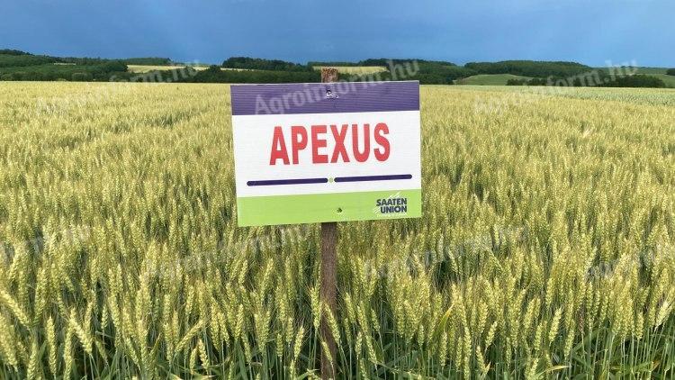 SU APEXUS őszi búza vetőmag