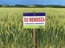 SU MENDOZA őszi búza vetőmag