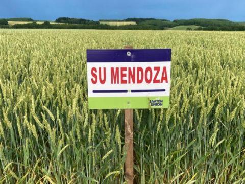 SU MENDOZA őszi búza vetőmag SU MENDOZA őszi búza vetőmag