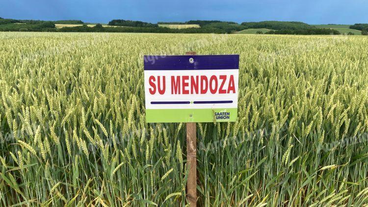 SU MENDOZA őszi búza vetőmag