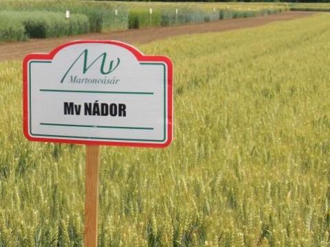 MV NÁDOR őszi búza vetőmag MV NÁDOR őszi búza vetőmag