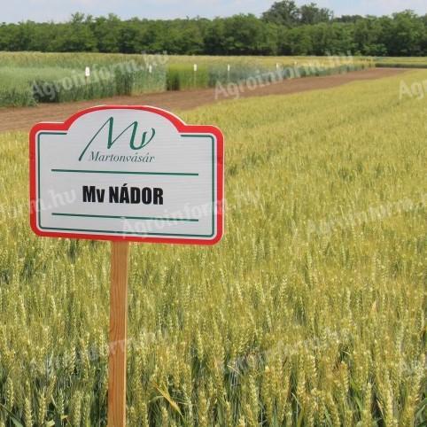 MV NÁDOR őszi búza vetőmag