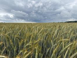 SU ASKADUS tritikálé vetőmag