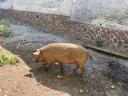 Mangalica kan