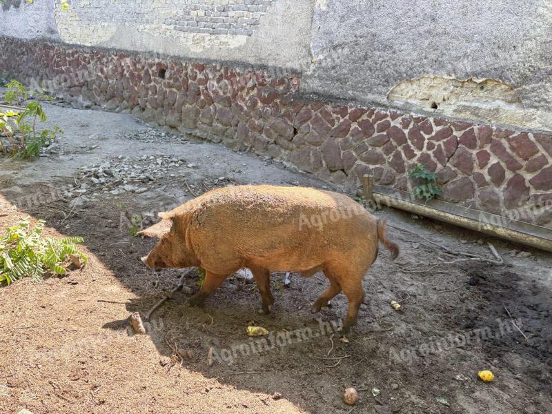 Mangalica kan