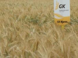 GK MAROS tritikálé vetőmag