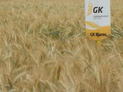 GK MAROS tritikálé vetőmag GK MAROS tritikálé vetőmag