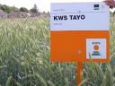 KWS TAYO hibridrozs vetőmag