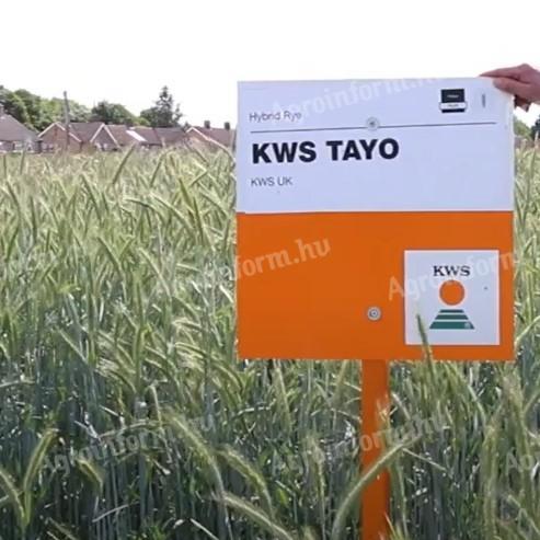 KWS TAYO hibridrozs vetőmag