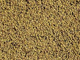 Szarvasi lucernamag eladó postai utánvéttel, lucernamag rendelés