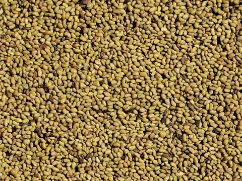 Szarvasi lucernamag eladó postai utánvéttel, lucernamag rendelés. Arankamentes Szarvasi lucernamag eladó postai utánvéttel, lucernamag rendelés. Arankamentes