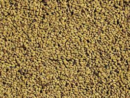 Szarvasi lucernamag,  lucernamag eladó postai utánvéttel